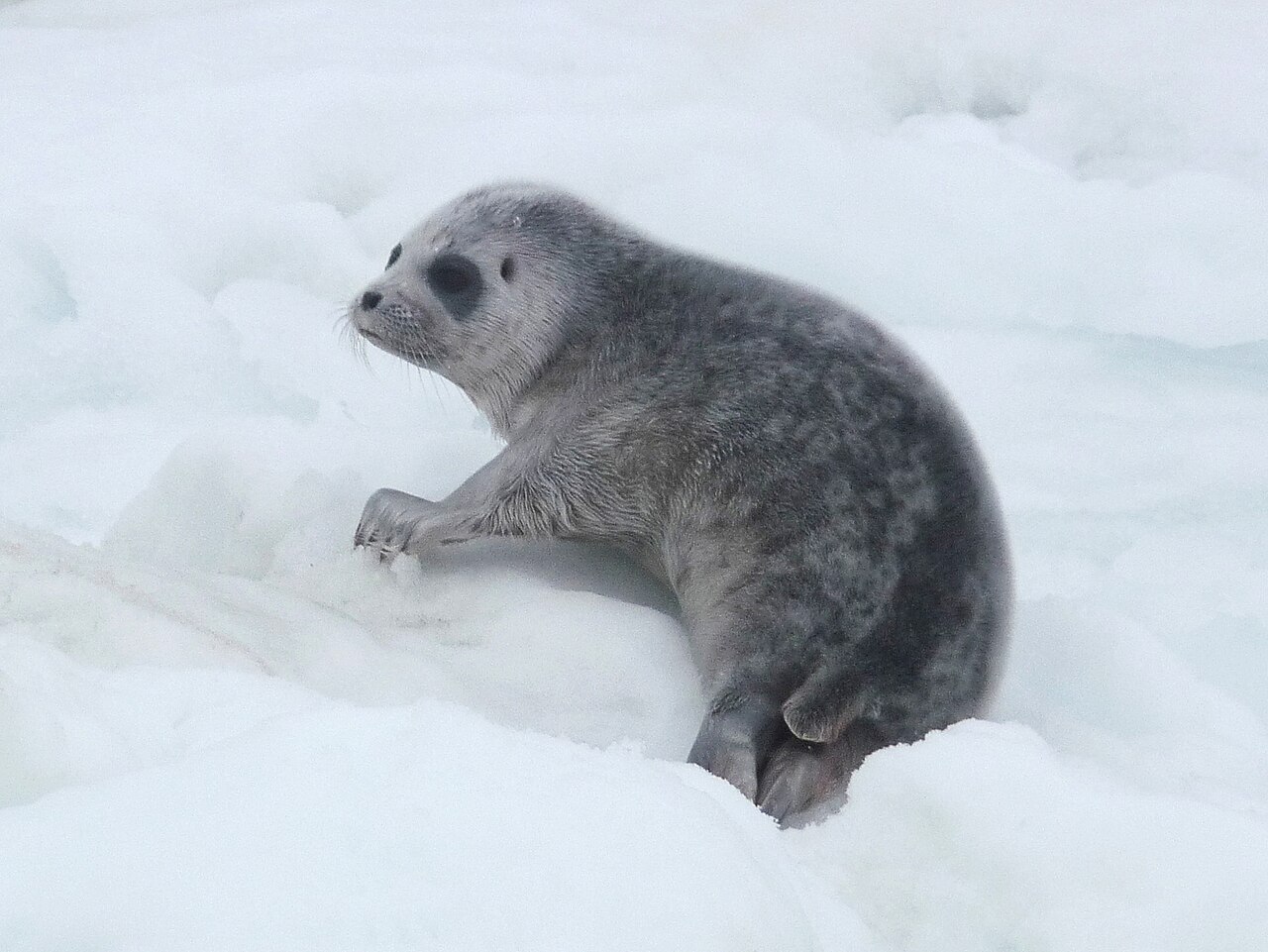 雪の上にいるワモンアザラシの子