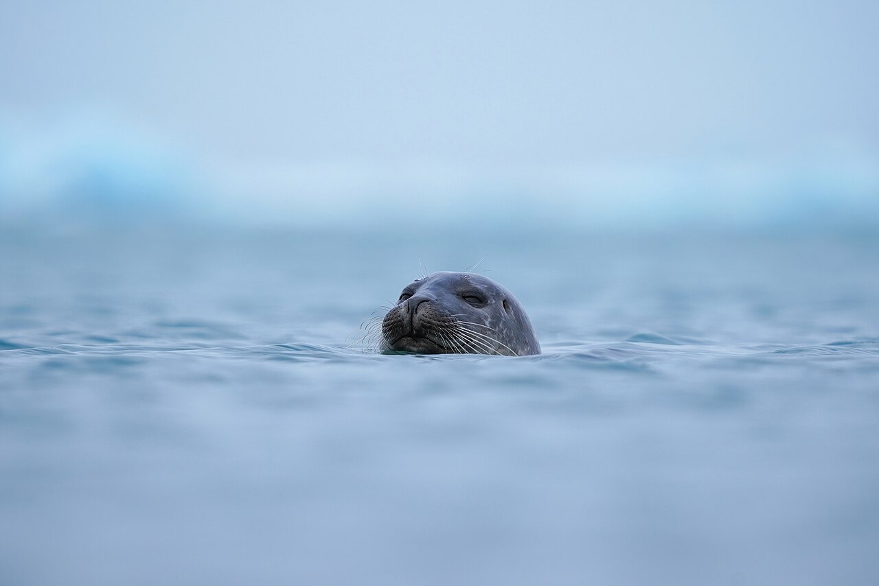 水面から顔を出すゼニガタアザラシ