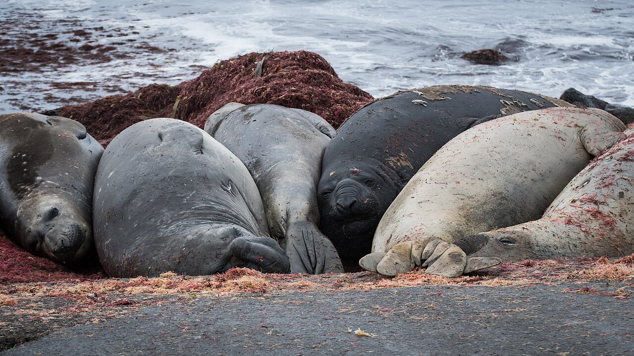 浜に並んで休むミナミゾウアザラシの群れ