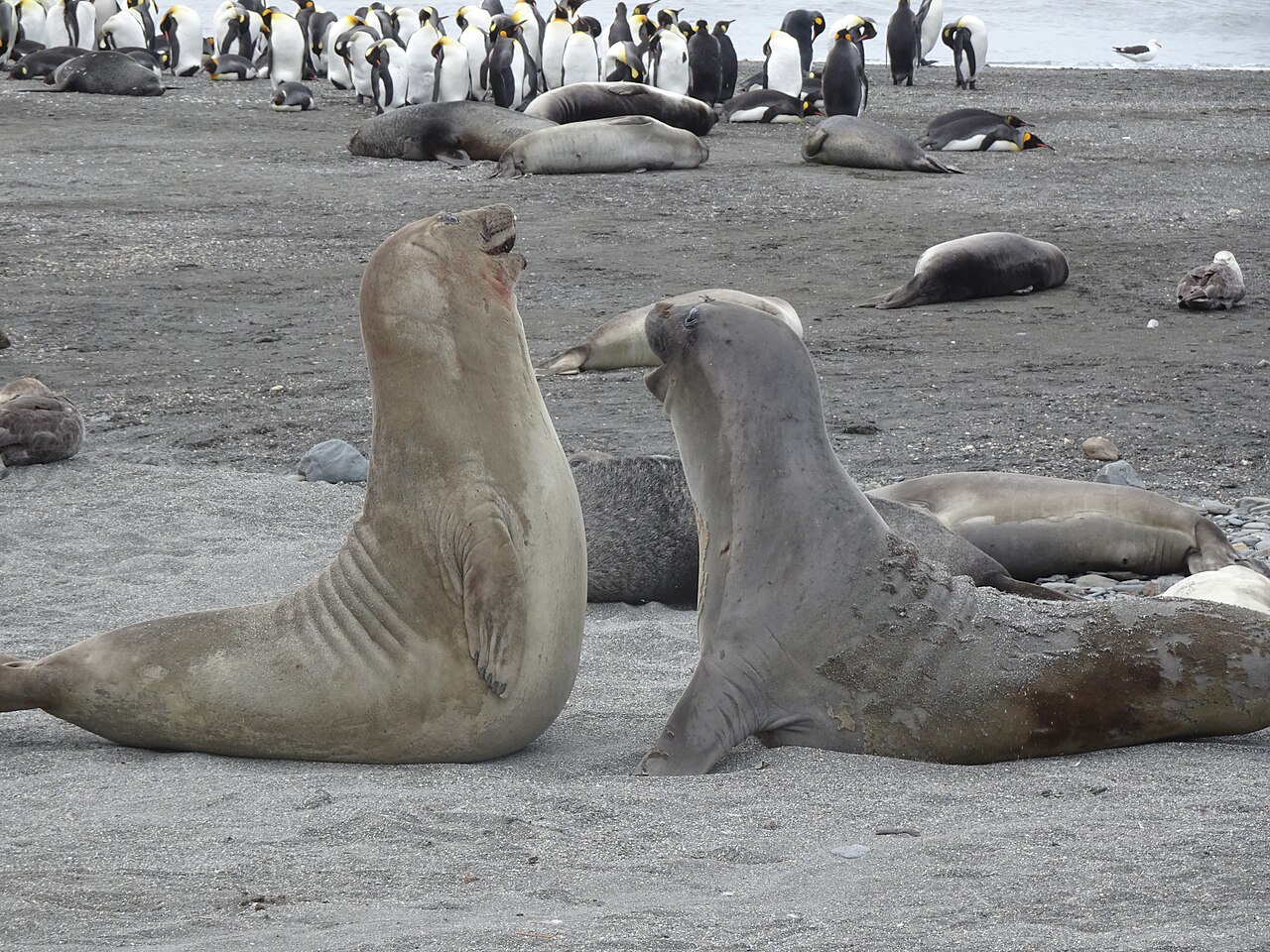 浜で向かい合う2頭のミナミゾウアザラシ。奥にペンギンの群れ