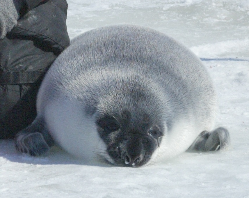 氷の上にいるズキンアザラシの子